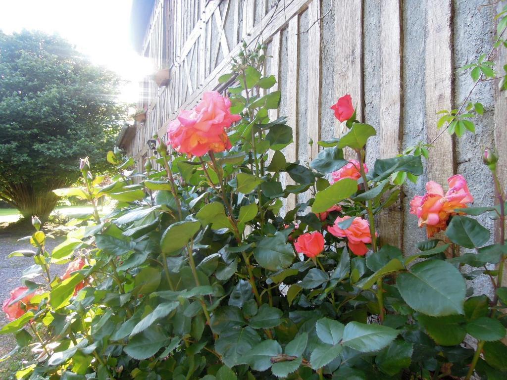 La Maison De Lalette Bed and Breakfast Gruchet-Saint-Siméon Buitenkant foto